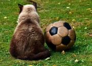 开云体育官网-热刺遭遇对手压制，险胜保持领先，热刺受伤